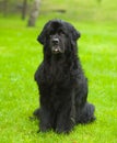 Newfoundland dog in front Royalty Free Stock Photo