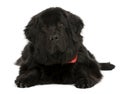 Newfoundland dog, in front of white background Royalty Free Stock Photo