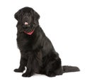 Newfoundland dog, in front of white background