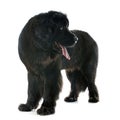 Newfoundland dog