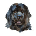 The newfoundland dog portrait