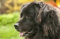 Newfoundland dog head closeup Royalty Free Stock Photo