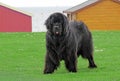 Newfoundland dog Royalty Free Stock Photo