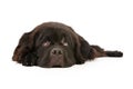 Newfoundland Dog Laying down and Isolated on White Royalty Free Stock Photo