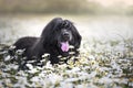 Newfoundland dog in lovely flowers