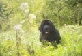 Newfoundland dog Royalty Free Stock Photo