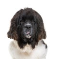 Newfoundland dog, 7 months old, in front of white background