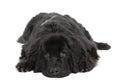 Newfoundland dog, 10 months old, in front of white background Royalty Free Stock Photo