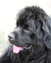 Newfoundland dog outdoors