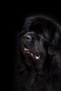 Newfoundland dog over black background Royalty Free Stock Photo