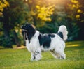 Beautiful newfoundland dog in the park. Background Royalty Free Stock Photo