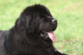 Newfoundland dog portrait Royalty Free Stock Photo