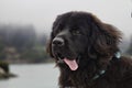 A Newfoundland Dog portrait in the outdoors