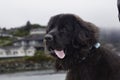 A Newfoundland Dog portrait in the outdoors