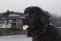 A Newfoundland Dog portrait in the outdoors