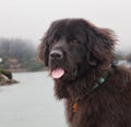 A Newfoundland Dog portrait in the outdoors Royalty Free Stock Photo