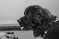 A Newfoundland Dog portrait in the outdoors