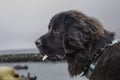 A Newfoundland Dog portrait in the outdoors Royalty Free Stock Photo