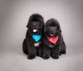 Newfoundland Dog puppies Royalty Free Stock Photo