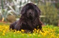 Newfoundland dog Royalty Free Stock Photo