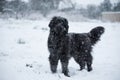 Newfoundland dog santa christmas cute xmas valentine love