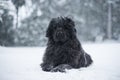 Newfoundland dog santa christmas cute xmas valentine love