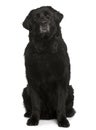 Newfoundland dog, sitting and looking up Royalty Free Stock Photo