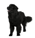 Newfoundland dog, standing and looking up Royalty Free Stock Photo
