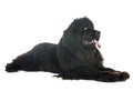 Newfoundland dog in studio Royalty Free Stock Photo