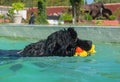 Newfoundland dog in swimming pool Royalty Free Stock Photo