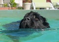 Newfoundland dog in swimming pool Royalty Free Stock Photo