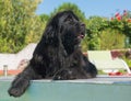 Newfoundland dog in swimming pool Royalty Free Stock Photo