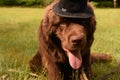 Newfoundland Dog with a Top Hat Peering Up Royalty Free Stock Photo