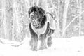 Newfoundland dog walking