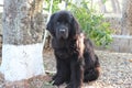 Newfoundland Dogs