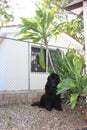 Newfoundland Dogs