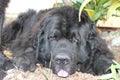 Newfoundland Dogs