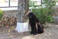 Newfoundland Dogs