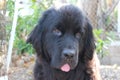 Newfoundland Dogs