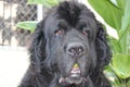 Newfoundland Dogs eating mango