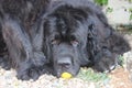 Newfoundland Dogs eating mango