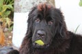 Newfoundland Dogs eating mango