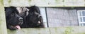 Black newfoundland dogs looking through wooden fence in Ireland Royalty Free Stock Photo