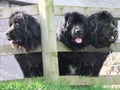 Black newfoundland dogs looking through wooden fence in Ireland Royalty Free Stock Photo