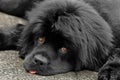 Newfoundland female dog Royalty Free Stock Photo