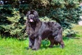 Newfoundland looks in camera.