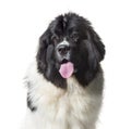 Newfoundland , 10 months old, against white background