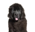 Newfoundland, 4 months old, in front of white background Royalty Free Stock Photo