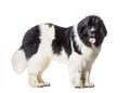 Newfoundland , 10 months old Royalty Free Stock Photo