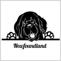 Newfoundland Dog Breed - Peeking Dogs - breed face head isolated on white